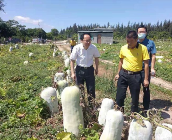 省供銷社黨委書記、理事會主任雷雨幫助農(nóng)戶銷售冬瓜